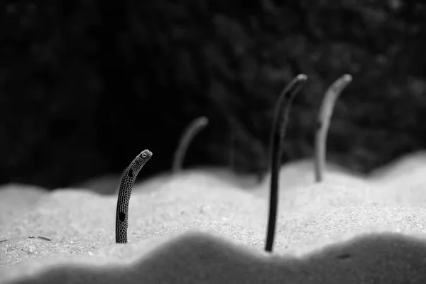  Akvaryumdaki balıklar