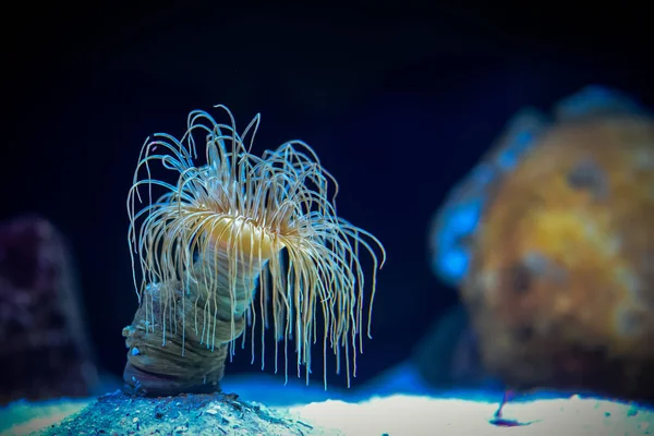 akbaba portre, yeşil bir arka plan üzerinde