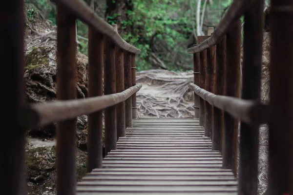 Ormanda tahta köprü