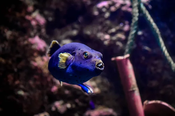 Tropische Fische Aquarium — Stockfoto