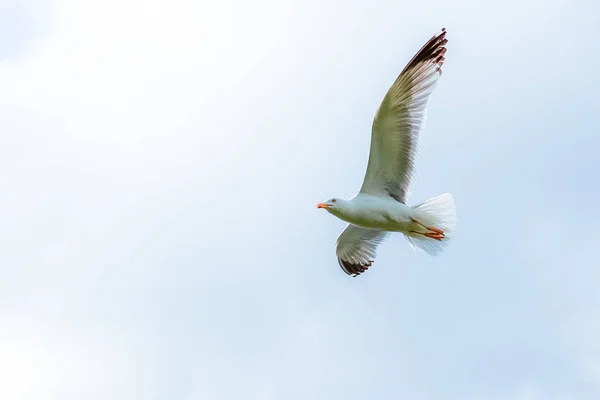 Martı gökyüzünde uçuyor.
