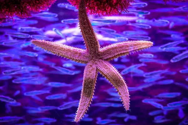 deniz yıldızı balık arka plan üzerinde