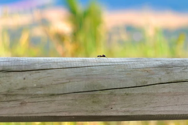 bir karınca köprü aracılığıyla