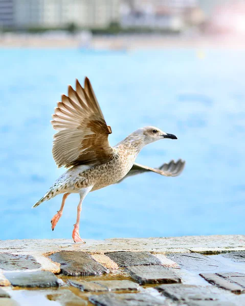 Bir martı sahilde dans ediyor