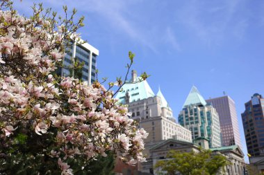 Çiçek kiraz çiçekleri görüntüsü