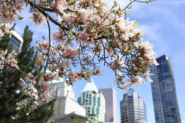 Çiçek kiraz çiçekleri görüntüsü