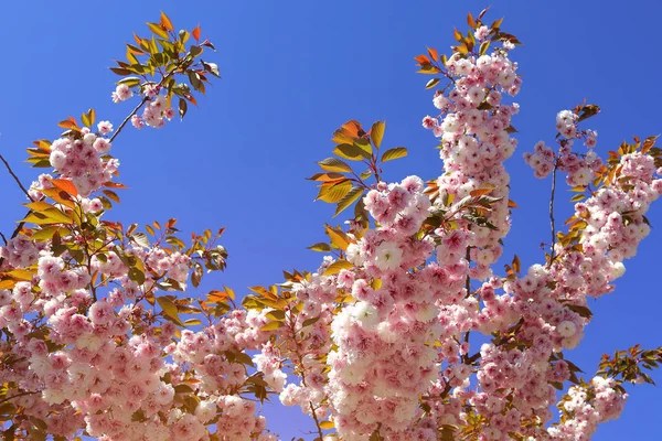 Afbeelding Van Bloesem Kersen Bloemen — Stockfoto