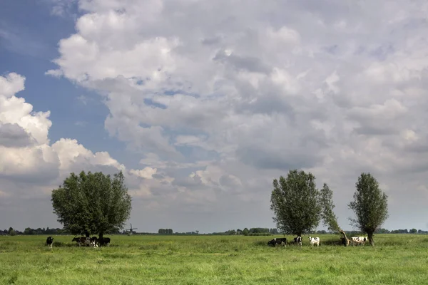 Krávy Úkryt Pod Stromem Pro Blížící Bouřky Giessen Oudekerk Zuidhollandse — Stock fotografie