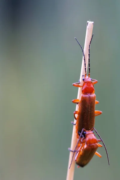 Közönséges vörös katona bogár — Stock Fotó