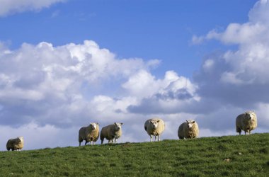 Bir dike koyun otlatma