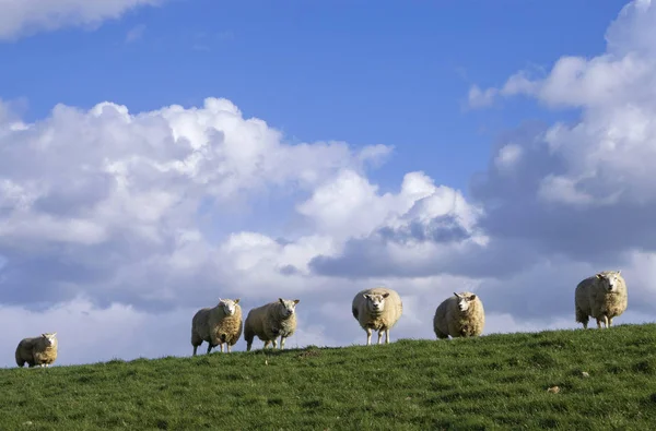 Bir dike koyun otlatma