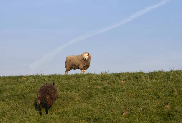 Dordrecht yakınındaki bir dike koyun — Stok fotoğraf