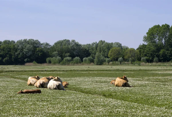 Krávy na poli — Stock fotografie