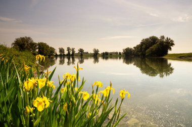Echteld yakınlarında sarı iris
