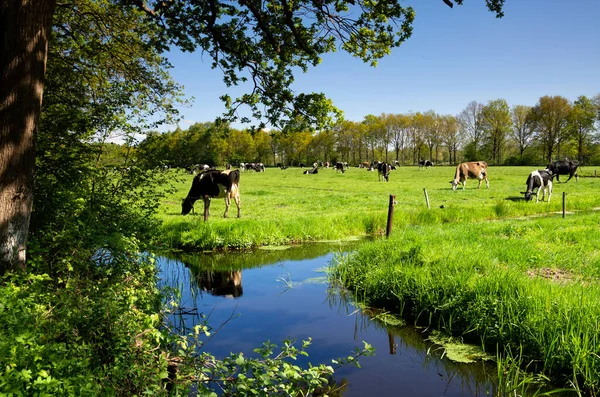 Nuis yakınlarında inekler
