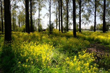 Alblasserbos 'ta tecavüzcü