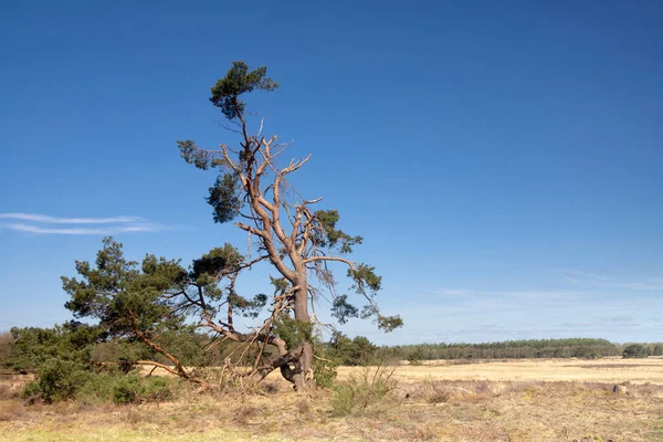 Doğa rezervi Holtingerveld