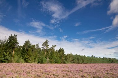 Doğadaki Heathland, De Dellen 'ı Veluwe' deki Hollanda köyüne yakın bir yere saklar.