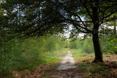 Doğadaki orman De Dellen 'ı Hollanda' nın Veluwe bölgesinde Epe köyü yakınlarında saklar.