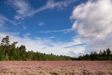 Heathland De Dellen