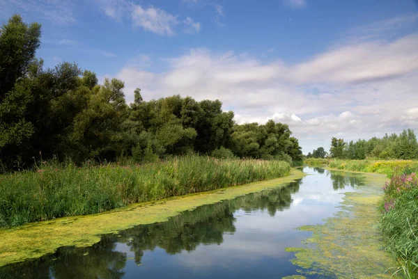 Nationalpark von Biesbosch Stockbild