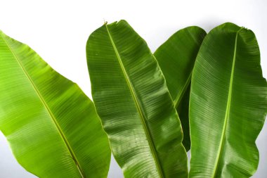 Beyaz Arkaplanda Yeşil Taze Muz Yaprağı