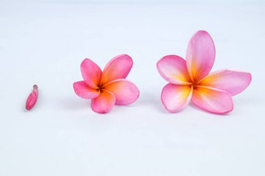 Güzel tropikal frangipani (plumeria) çiçekleri beyaz arka planda izole edilmiş