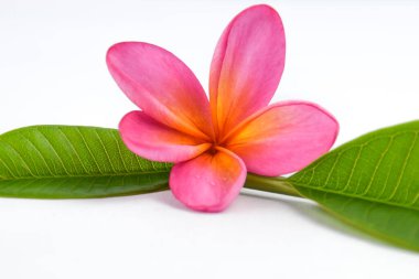 Güzel tropikal frangipani (plumeria) çiçekleri ve yaprakları beyaz arka planda izole edilmiş