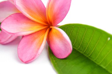 Güzel tropikal frangipani (plumeria) çiçekleri ve yaprakları beyaz arka planda izole edilmiş
