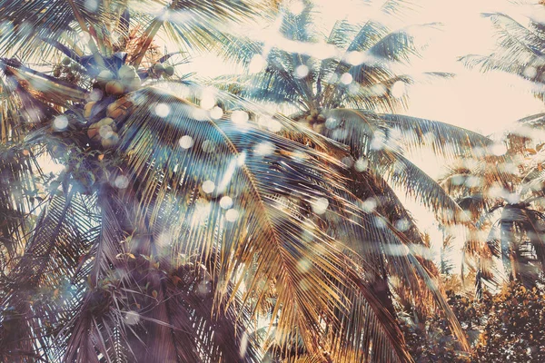 棕榈树通过窗口雨 — 图库照片