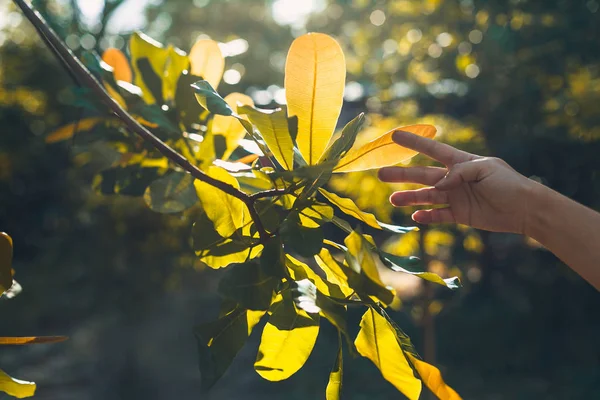 Γυναίκα Χέρι Εκμετάλλευση Πράσινο Φύλλο Πρωί Ώρα Φως Του Ήλιου — Φωτογραφία Αρχείου