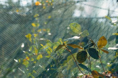 sahilde balık net üzerinde yeşil yaprakların yakın çekim