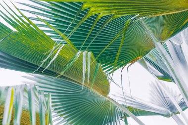 Beyaz arka plan üzerinde taze muz yaprakları