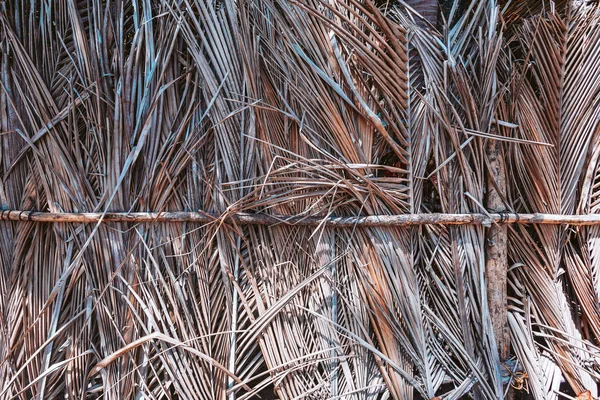Kuru palmiye yaprakları duvar dokusu arkaplanı — Stok fotoğraf