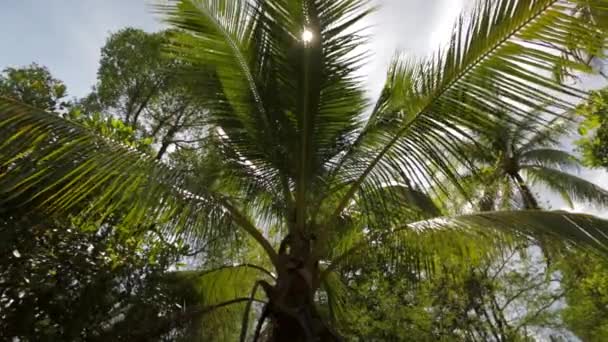 Raios Luz Sol Vindo Através Das Folhas Palma Tópicas Balançar — Vídeo de Stock