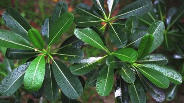 Frangipani ağacı yapraklarını yağmurun altında yavaş çekimde bırakır.