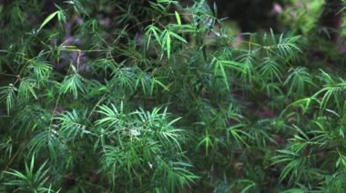 Bambu yaprakları yağmurun altında ağır çekimde