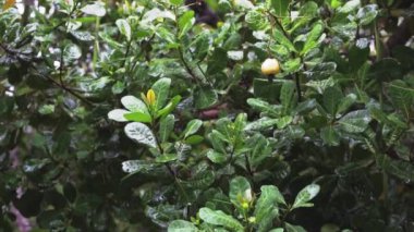 kaju ağacı yaprakları yağmurun altında yavaş çekimde