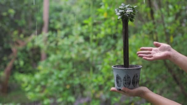 Close Woman Hands Holding Pot Small Tree Rain Watering — Stock Video