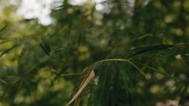 Bambuların arasından yürü. Kapat.