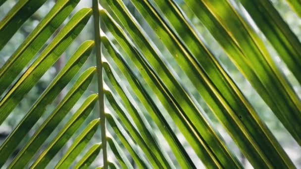 Close Folha Palmeira Dia Ensolarado Livre — Vídeo de Stock