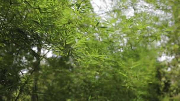 Liście Bambusa Ogrodzie Ogrodzenie Ekologiczne — Wideo stockowe