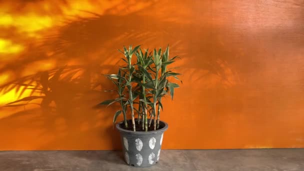 Junger Frischer Bambustopf Auf Orangefarbenem Hintergrund — Stockvideo