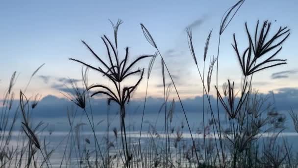 Öron Gräs Svänger Försiktigt Vinden Havet Bakgrund Vid Solnedgången — Stockvideo