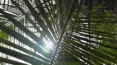 Güneşli bir parıltı bir palmiye yaprağının içinden yaklaşıyor.