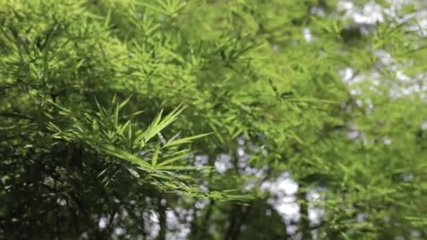 Листя Бамбука Саду Органічний Паркан — стокове відео