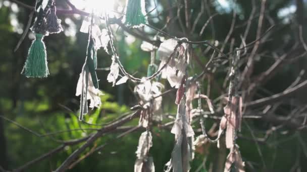 Close Boho Accessories Hang Dry Branch — Stock Video