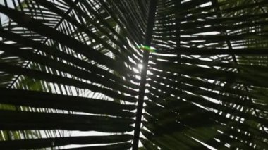 Güneşli bir parıltı bir palmiye yaprağının içinden yaklaşıyor.