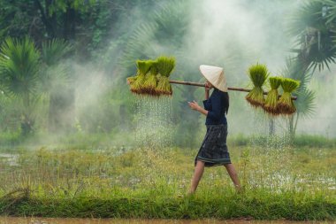 : Sakonnakhon, Thailand - 30 Temmuz 2016: Sakonnakhon, Tayland pirinç gruptaki yeşillendirmek için damlama pirinç lahanası küçük alan tarladan taşıyan çiftçi