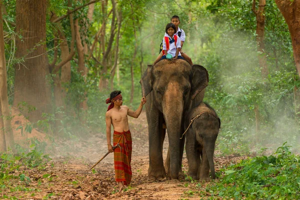 Mahout 2016年6月25日 以大象与它的小腿 Wlak 为男孩和女孩在制服骑马它在森林的人行道在泰国的苏林 — 图库照片